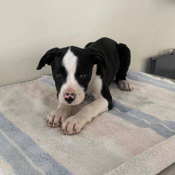 Retriever and Terrier Dogs Available for Adoption - Professor | PetCurious