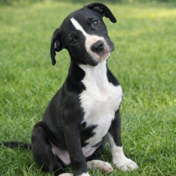 Mixed Breed Dogs Available for Adoption - DIL | PetCurious