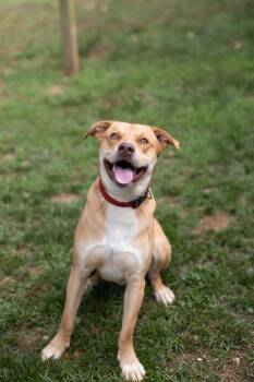 Noah -  Labrador Retriever Dog for Adoption - Noah | PetCurious
