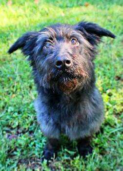 Buffy -  Cardigan Welsh Corgi and Standard Poodle Dog for Adoption in Morton Grove, Illinois - Buffy | PetCurious