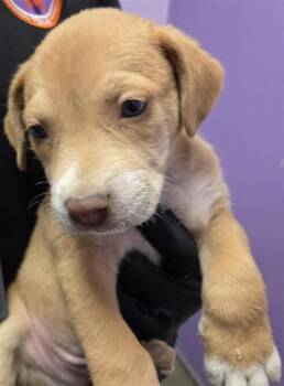 61047326 -  Mixed Breed Dog for Adoption in El Paso, Texas - 61047326 | PetCurious