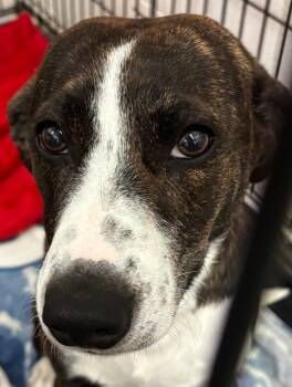 Hound Dogs Available for Adoption - RILEY | PetCurious