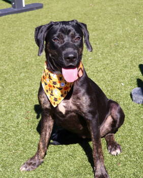 Rescue Hound and Labrador Retriever Dogs for Adoption in Rockaway, New Jersey - Darlene Athens | PetCurious