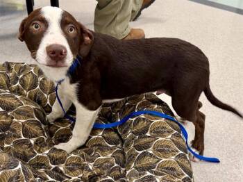 NAPOLEON -  Australian Cattle Dog Blue Heeler and Catahoula Leopard Dog Dog for Adoption in Santa Rosa, California - NAPOLEON | PetCurious