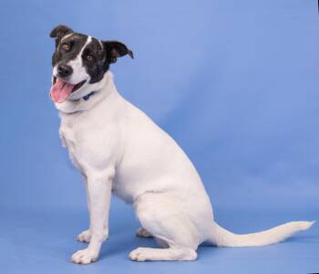 Mixed Breed Dogs Available for Adoption in Manassas, Virginia - Lola (ID 43741/1544) | PetCurious