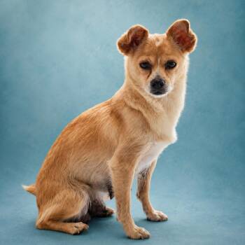 Jocelyn -  Chihuahua and Mixed Breed Dog for Adoption in Wickenburg, Arizona - Jocelyn | PetCurious