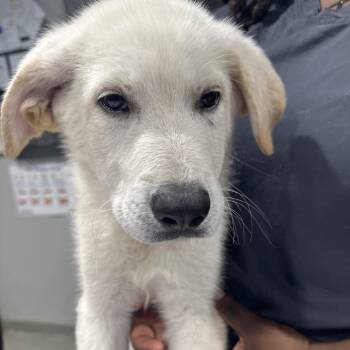 Yuki (Snowball Litter) -  Great Pyrenees and Mixed Breed Dog for Adoption in Tampa, Florida - Yuki (Snowball Litter) | PetCurious