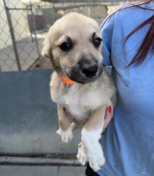 Dorothy -  Labrador Retriever and Great Pyrenees Dog for Adoption in Sedalia, Colorado - Dorothy | PetCurious