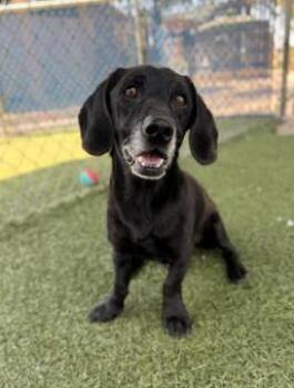 Sully -  Dachshund and Beagle Dog for Adoption in San Diego, California - Sully | PetCurious