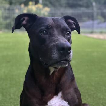 Bryan -  Labrador Retriever and American Staffordshire Terrier Dog for Adoption in Magnolia, Texas - Bryan | PetCurious