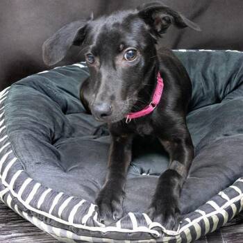 WINTER -  Labrador Retriever and Mixed Breed Dog for Adoption in St. Louis, Missouri - WINTER | PetCurious