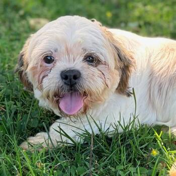 Petunia -  Shih Tzu Dog for Adoption in Cincinnati, Ohio - Petunia | PetCurious