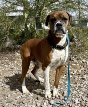 Boxer Dogs Available for Adoption in Denver, Colorado - Littlefoot | PetCurious