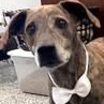 Rescue Mountain Cur Dogs for Adoption in Avon, Indiana - Tracker | PetCurious