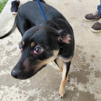 WINNIE 9287 -  Miniature Pinscher and Terrier Dog for Adoption in Loxahatchee Groves, Florida - WINNIE 9287 | PetCurious