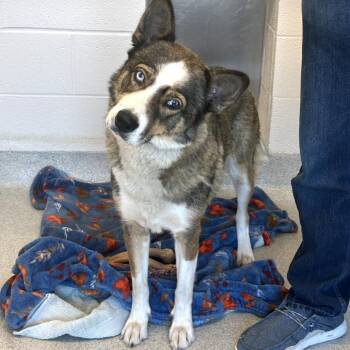 Truvy -  Mixed Breed Dog for Adoption in Franklin, Tennessee - Truvy | PetCurious