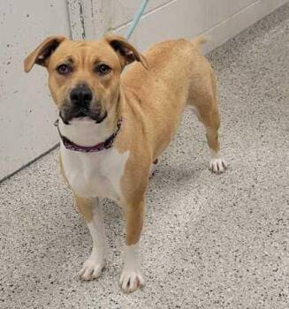 Mixed Breed Dogs Available for Adoption in Kansas City, Missouri - Honeydew | PetCurious
