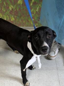 Terrier and Mixed Breed Dogs Available for Adoption in San Antonio, Texas - Stapler | PetCurious