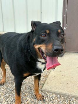 Trudy -  Doberman Pinscher Dog for Adoption in Celina, Ohio - Trudy | PetCurious