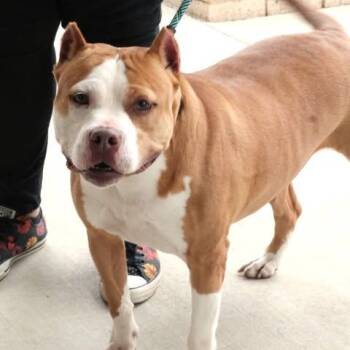 Pit Bull Terrier Dogs Available for Adoption in Fredericksburg, Virginia - 26-00651 DELILAH | PetCurious