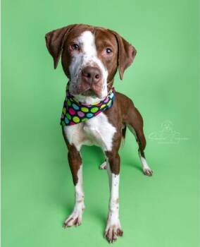 Hound Dogs Available for Adoption in Princeton, Massachusetts - Jasper | PetCurious