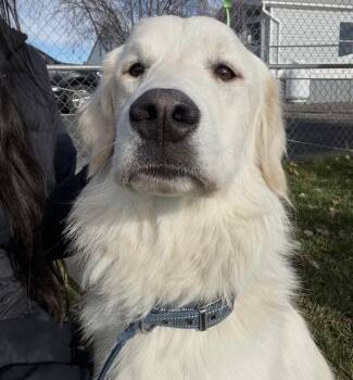 Rescue Golden Retriever and Great Pyrenees Dogs for Adoption in Prineville, Oregon - Scarlett | PetCurious