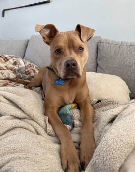 A Loyal Boy, Mookie -  Mixed Breed and Pit Bull Terrier Dog for Adoption in New York, New York - A Loyal Boy, Mookie | PetCurious