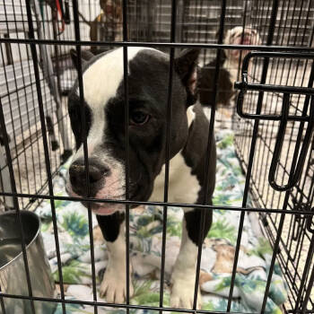 Rescue English Bulldog Dogs for Adoption in Northbrook, Illinois - Coco Melon | PetCurious