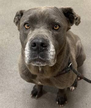 Cane Corso and Mixed Breed Dogs Available for Adoption - LAVINIA | PetCurious