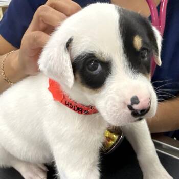 Australian Cattle Dog Blue Heeler Dogs Available for Adoption in Scottsdale, Arizona - A-Train | PetCurious