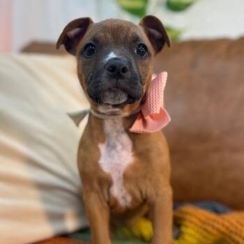 American Staffordshire Terrier and Labrador Retriever Dogs Available for Adoption in Friendswood, Texas - Delta Tulip | PetCurious