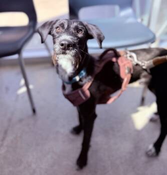 Rescue Retriever and Schnauzer Dogs for Adoption in Fort Worth, Texas - Sir Isaac | PetCurious