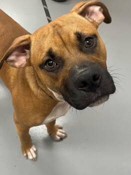 Rescue Boxer Dogs for Adoption in Hartsville, South Carolina - Robert | PetCurious