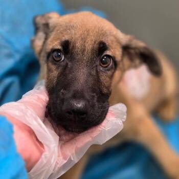Sophia -  Mixed Breed Dog for Adoption in Springboro, Ohio - Sophia | PetCurious