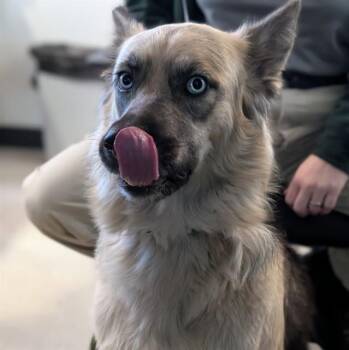Luna A208436 -  Siberian Husky Dog for Adoption in Plano, Texas - Luna A208436 | PetCurious