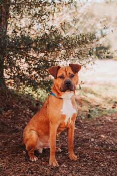 American Staffordshire Terrier and Mixed Breed Dogs Available for Adoption - 90745a Captain Crunch | PetCurious