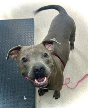 CALVIN -  Pit Bull Terrier Dog for Adoption in Newton, North Carolina - CALVIN | PetCurious