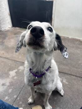 Violet -  German Shorthaired Pointer and Bearded Collie Dog for Adoption in Los Angeles, California - Violet | PetCurious