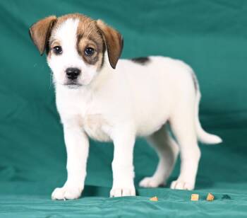 Hannah Weaver -  Beagle Dog for Adoption in Newport, Kentucky - Hannah Weaver | PetCurious