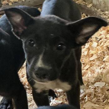 Endora -  German Shorthaired Pointer Dog for Adoption in Durant, Oklahoma - Endora | PetCurious