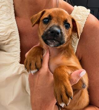Muffin - The Velcro Puppy -  Golden Retriever and Labrador Retriever Dog Available for Adoption in Carolina, Carolina - Muffin - The Velcro Puppy | PetCurious