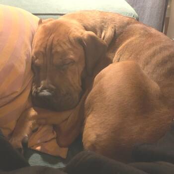 Mastiff and Pit Bull Terrier Dogs Available for Adoption - Wilma | PetCurious