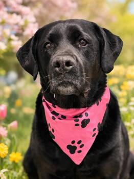 Black Labrador Retriever Dogs Available for Adoption - Molly | PetCurious