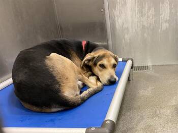 Rescue Labrador Retriever and Mixed Breed Dogs for Adoption in Dallas, Texas - CAPPUCCINO | PetCurious