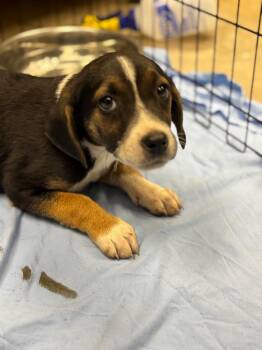 Hound Dogs Available for Adoption - Darla | PetCurious