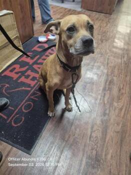 HAWK -  American Staffordshire Terrier Dog for Adoption in San Antonio, Texas - HAWK | PetCurious