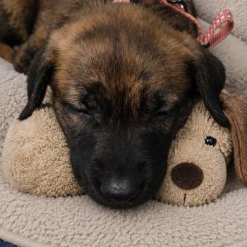 Holly -  Shepherd Dog for Adoption in Houston, Texas - Holly | PetCurious