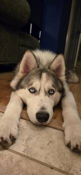 Rescue Husky Dogs for Adoption in Sealy, Texas - Coconut | PetCurious