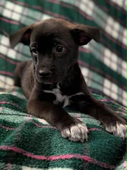 Clarabel -  Chihuahua and Husky Dog for Adoption in Kingsburg, California - Clarabel | PetCurious
