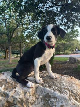 Sparkle -  Labrador Retriever Dog for Adoption in Pflugerville, Texas - Sparkle | PetCurious